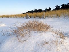 Dünengras im Winter