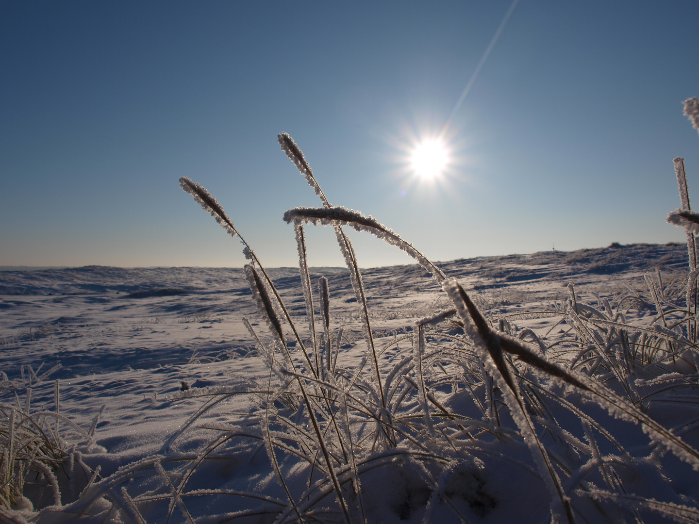 Dünengras im Winterzauber