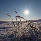 Dünengras im Winterzauber