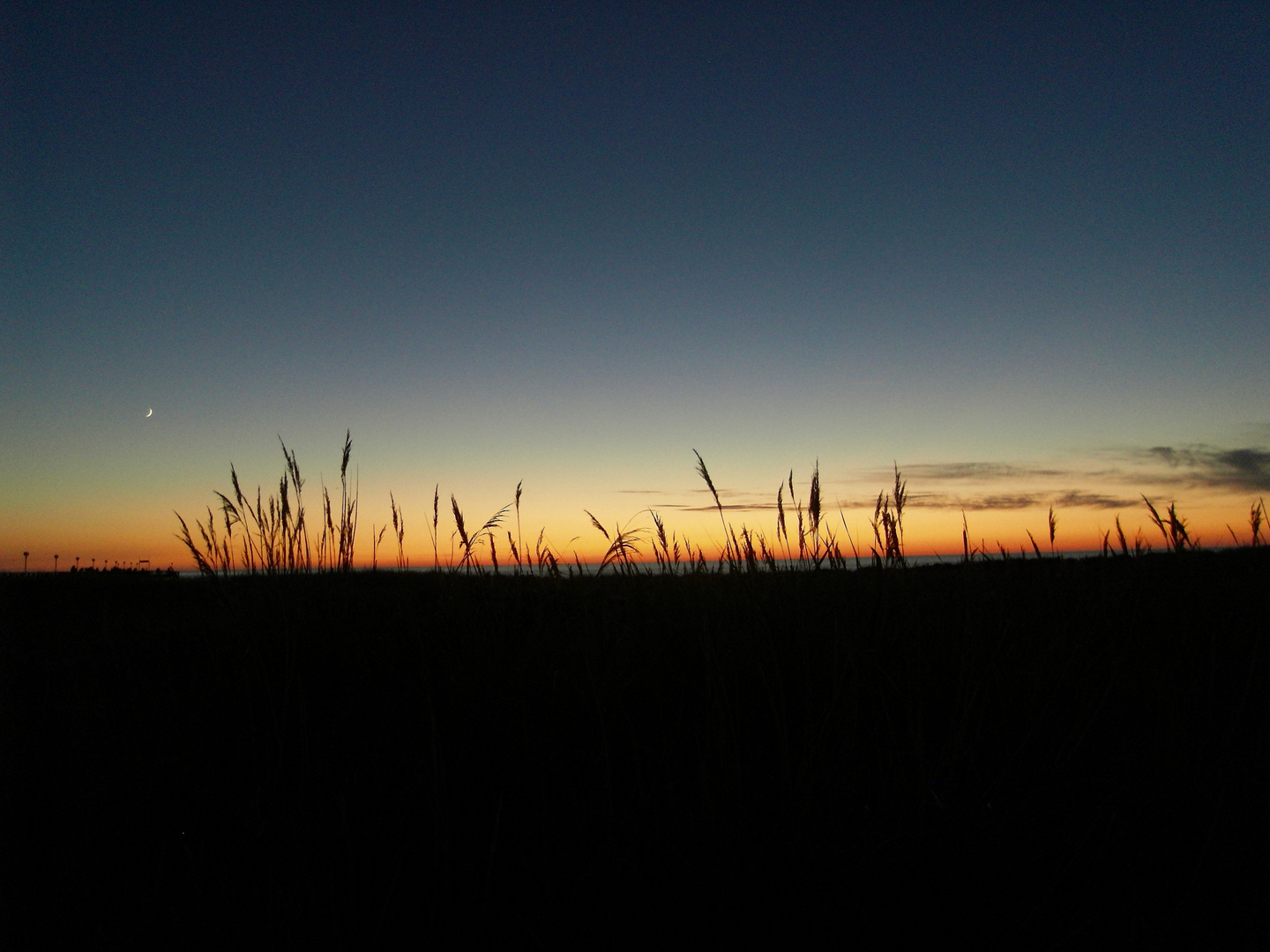 Dünengras / marram grass