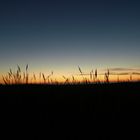 Dünengras / marram grass