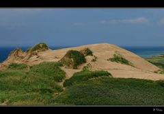 Dünengras und Meer