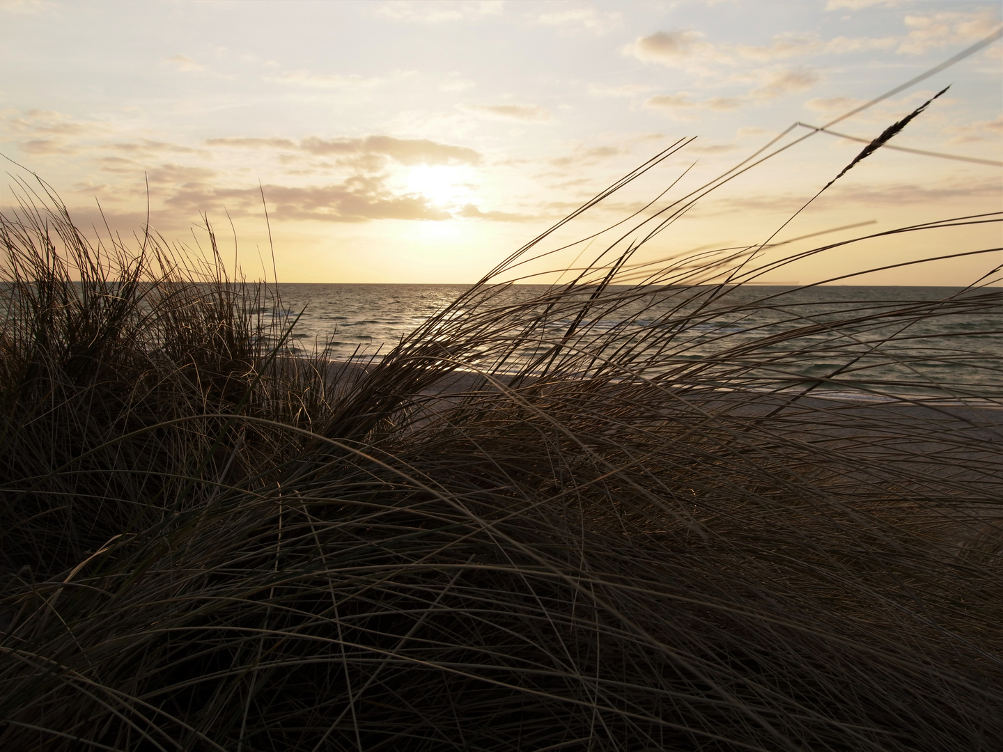 Dünengras vor Sonnenuntergang