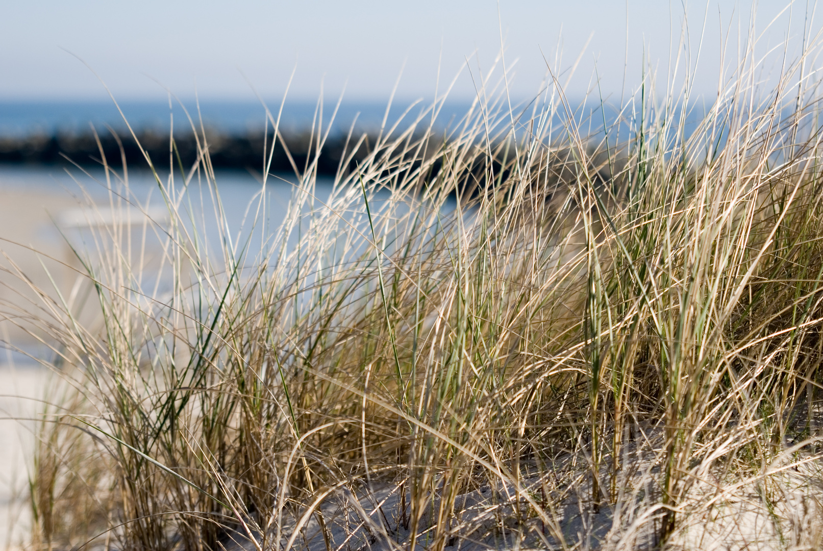 Dünengras(Düne Helgoland)