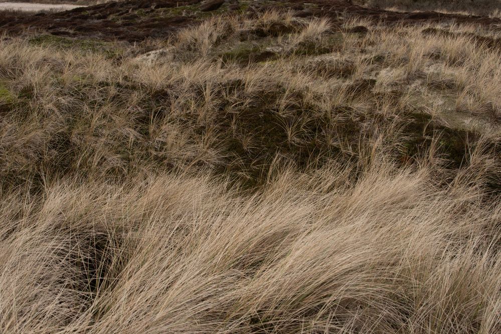 Dünengrass.                                  DSC_7826