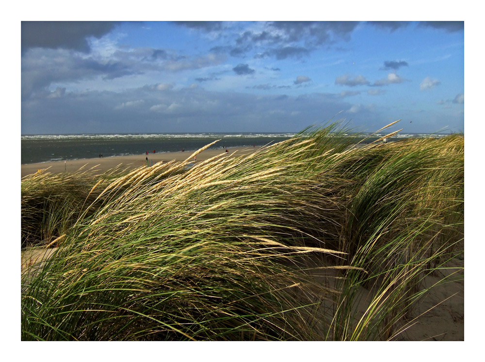 Dünengrasstrandmeeresblick...