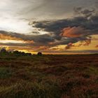 Dünenheide auf Hiddensee