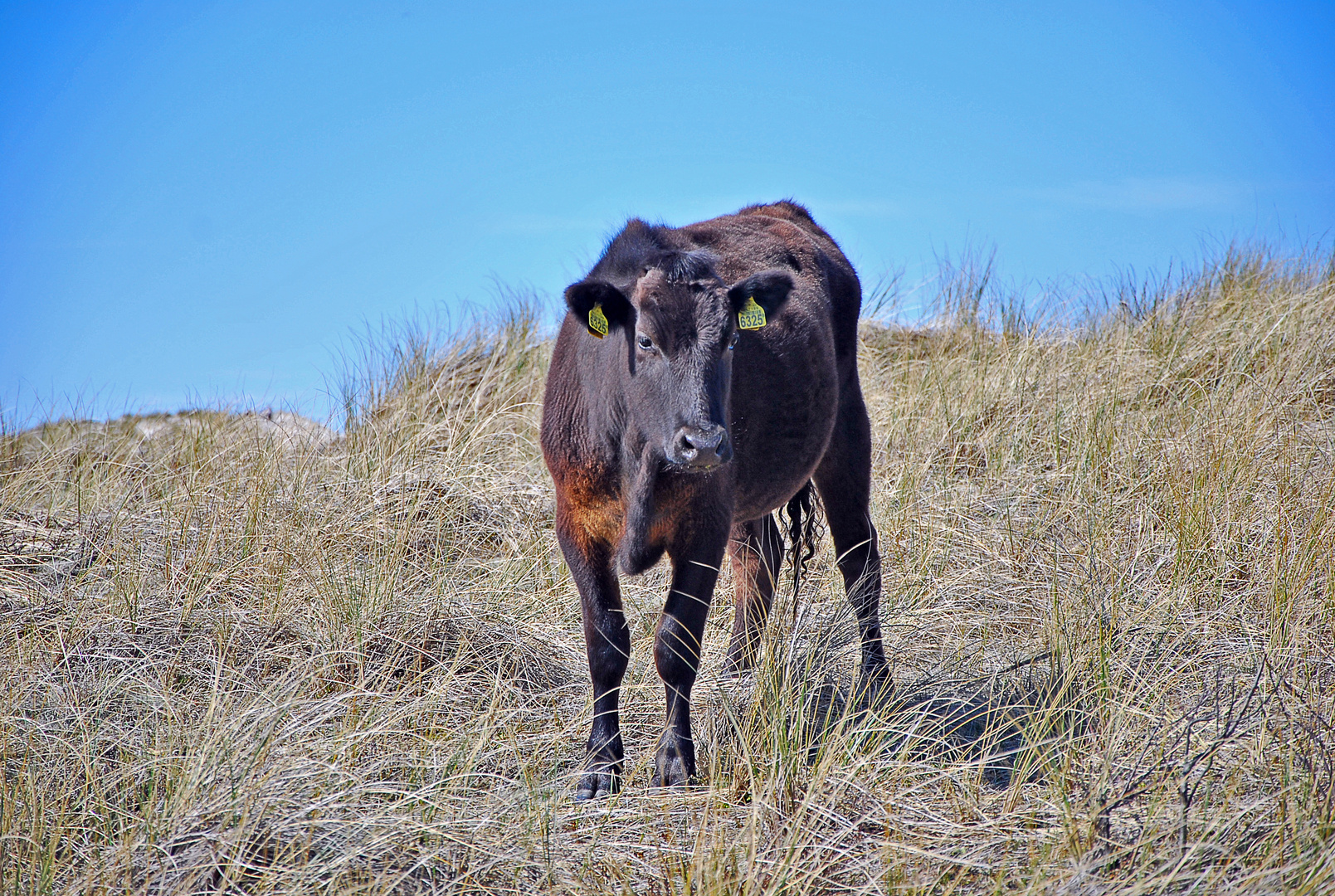 Dünenkalb