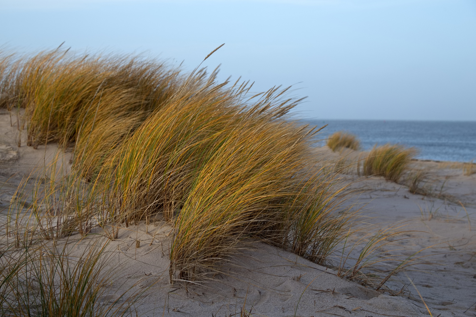 Dünenkamm auf Sylt zu Neujahr