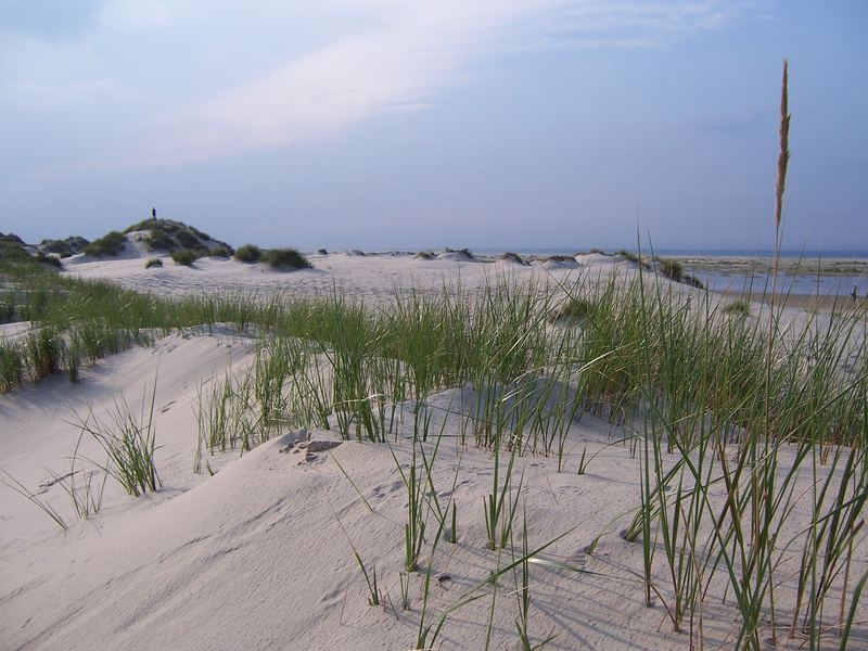 Dünenlandschaft