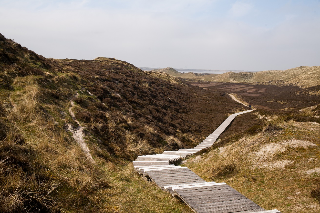 Dünenlandschaft