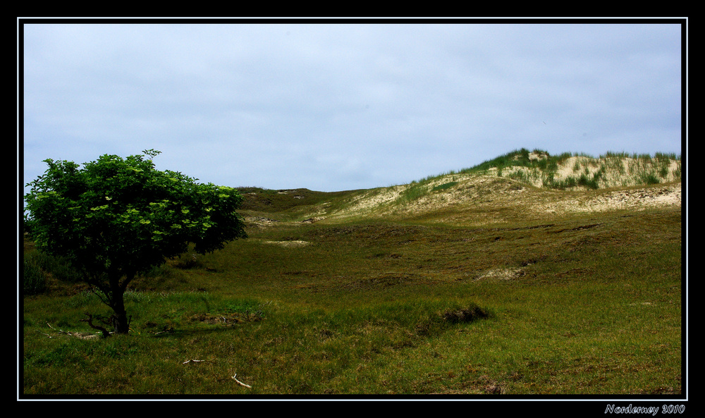 Dünenlandschaft