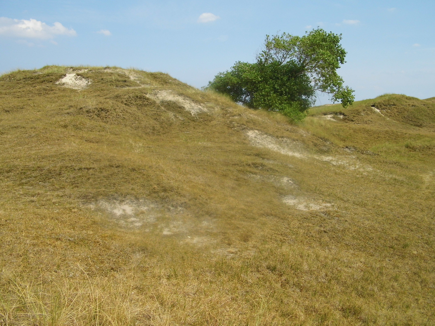 Dünenlandschaft