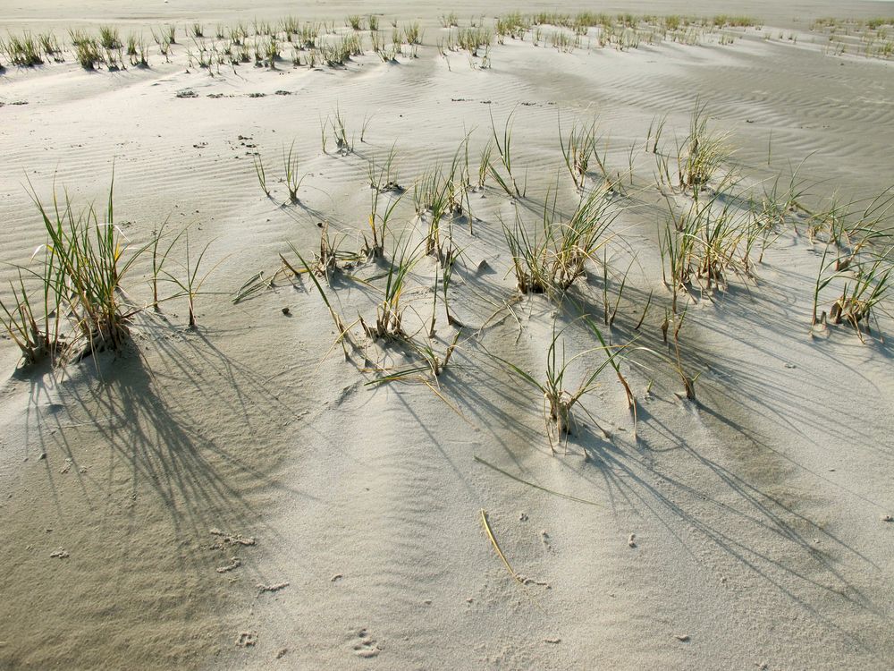 Dünenlandschaft