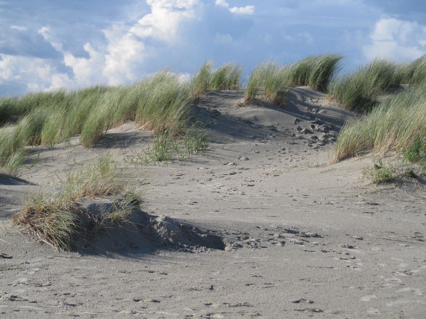 Dünenlandschaft