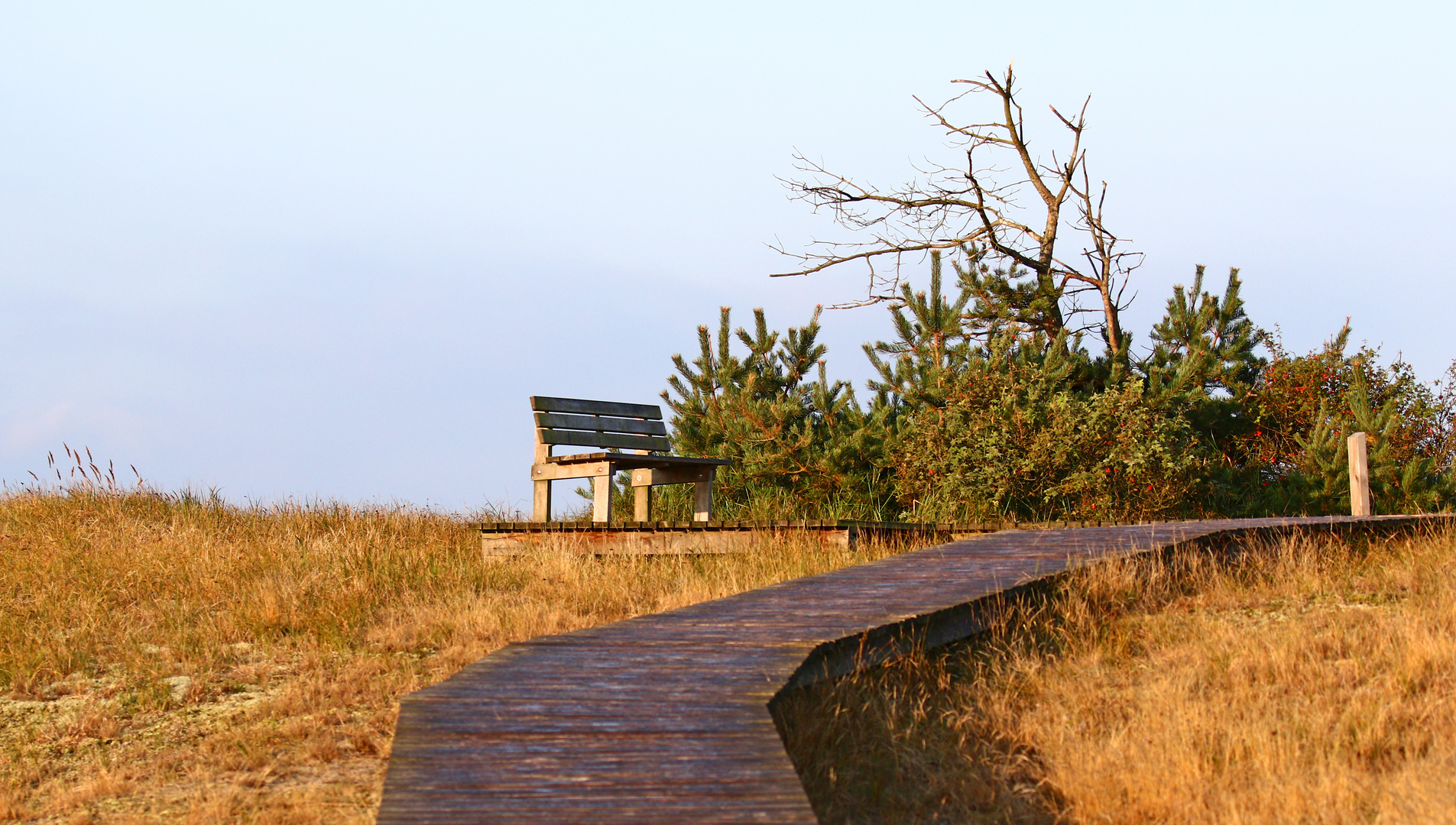 Dünenlandschaft am Darßer Ort