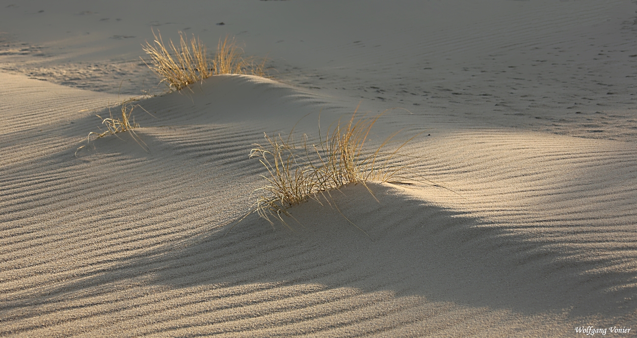 Dünenlandschaft am Ellenbogen-Listland-Sylt