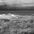 Dünenlandschaft am Meer - 1 #bw