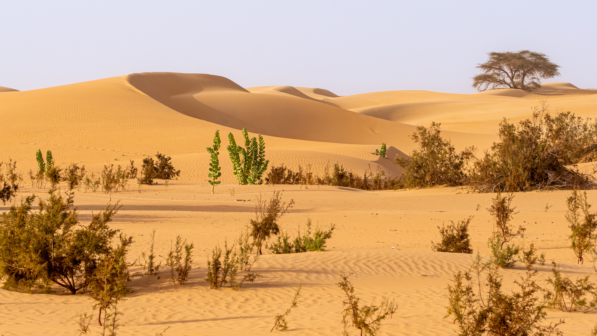 Dünenlandschaft am Morgen