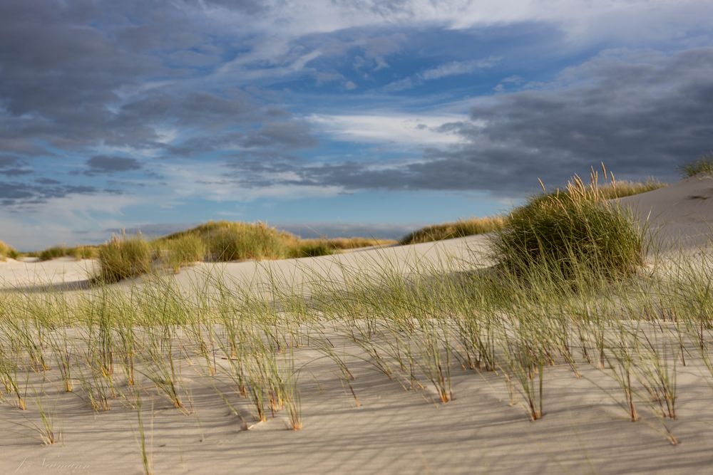 Dünenlandschaft auf Amrum