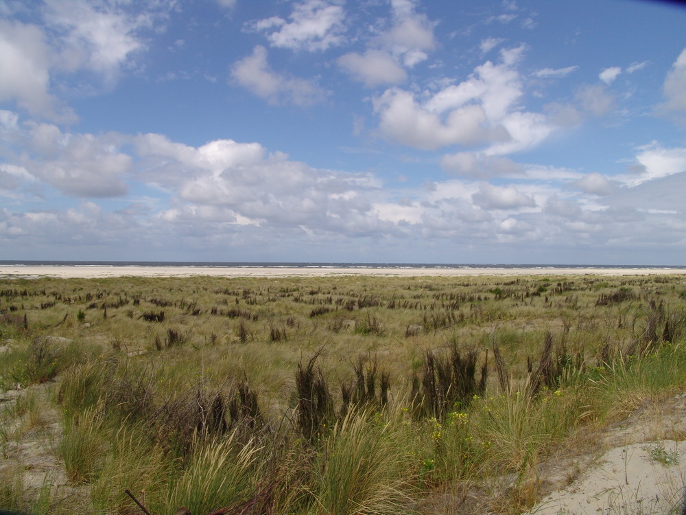 Dünenlandschaft auf Borkum