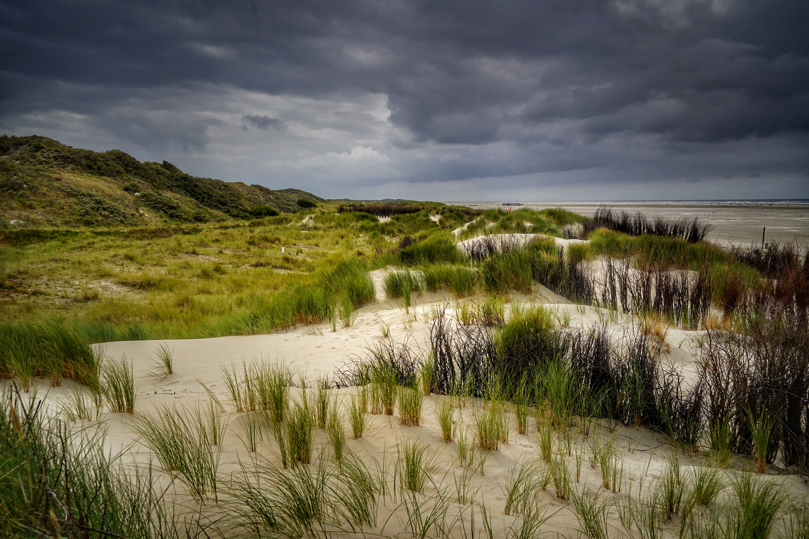 Dünenlandschaft auf Borkum 