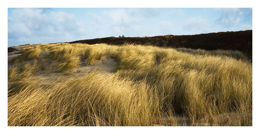 Dünenlandschaft auf Langeoog