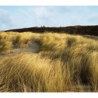 Dünenlandschaft auf Langeoog