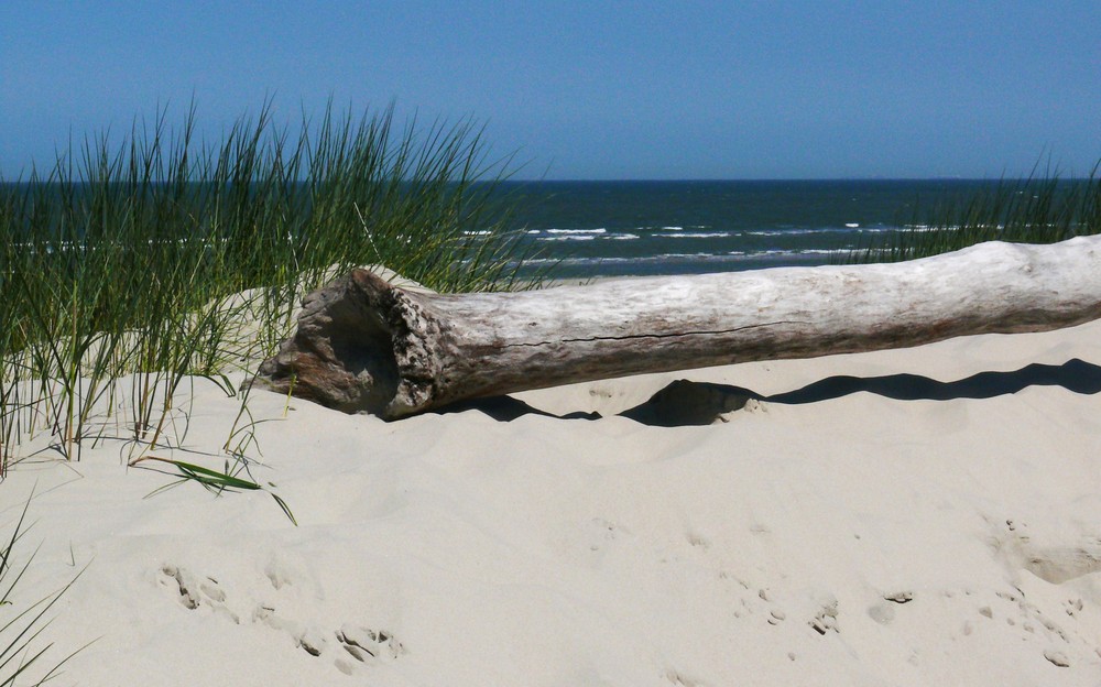 Dünenlandschaft auf Langeoog