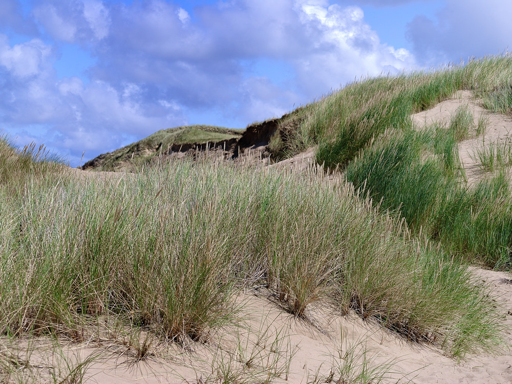 Dünenlandschaft auf Sylt