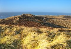 Dünenlandschaft auf Sylt