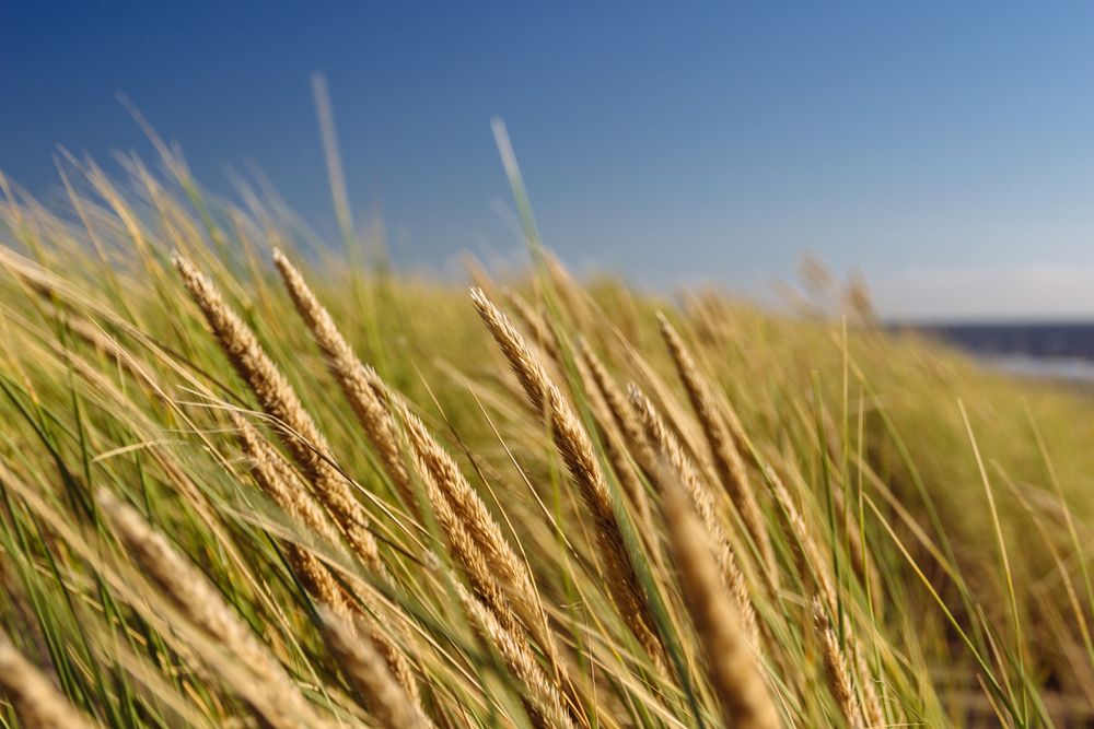 Dünenlandschaft