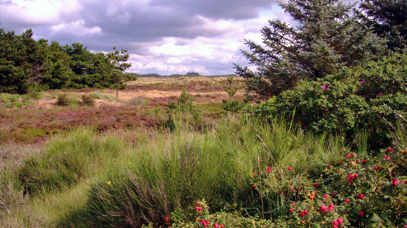 Dünenlandschaft Dänemark Hennestrand