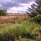 Dünenlandschaft Dänemark Hennestrand