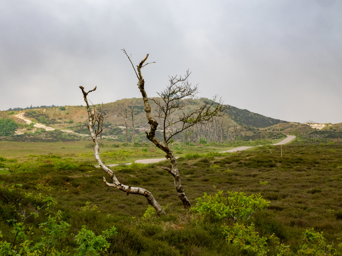 Dünenlandschaft