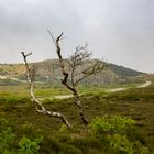 Dünenlandschaft