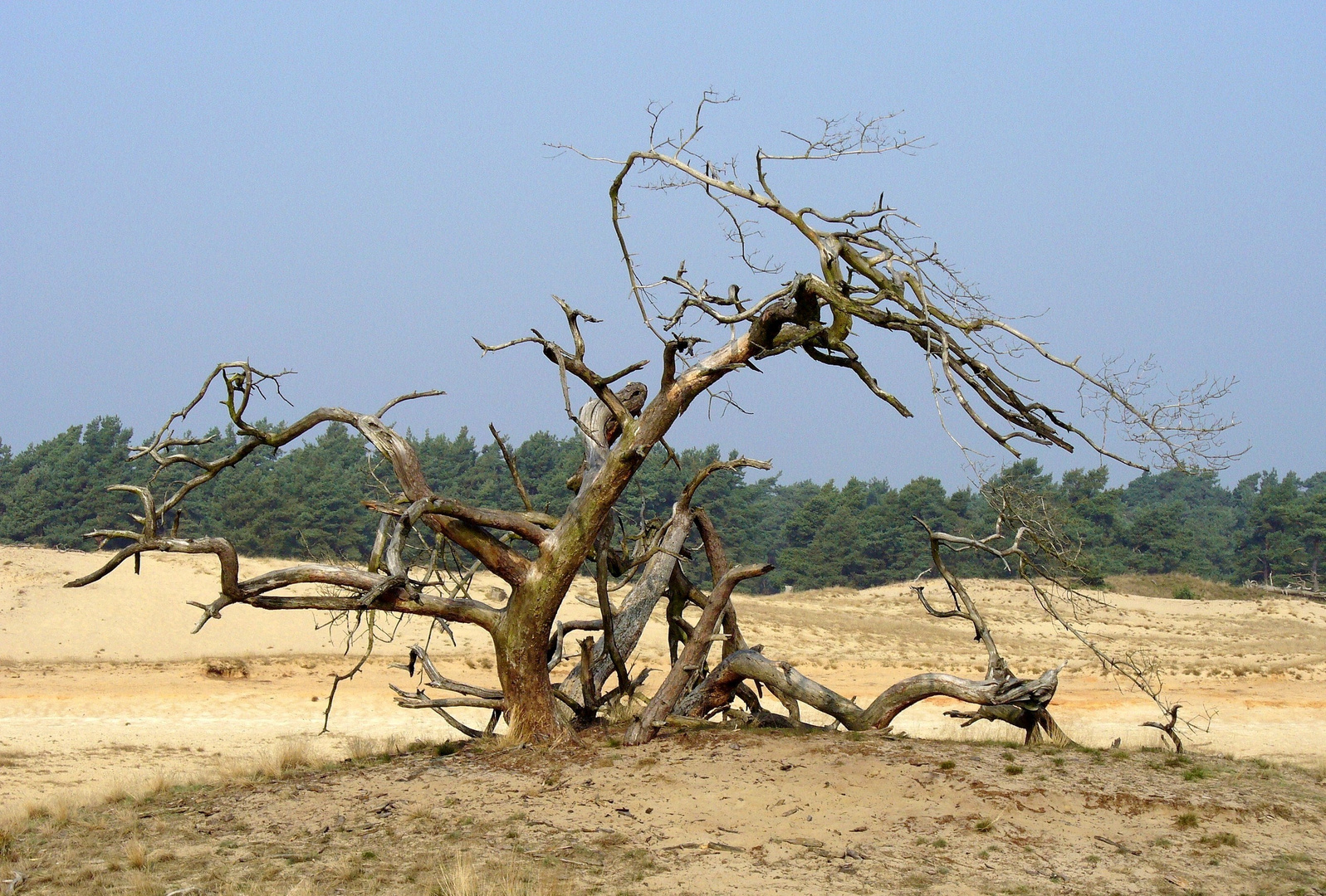 Dünenlandschaft