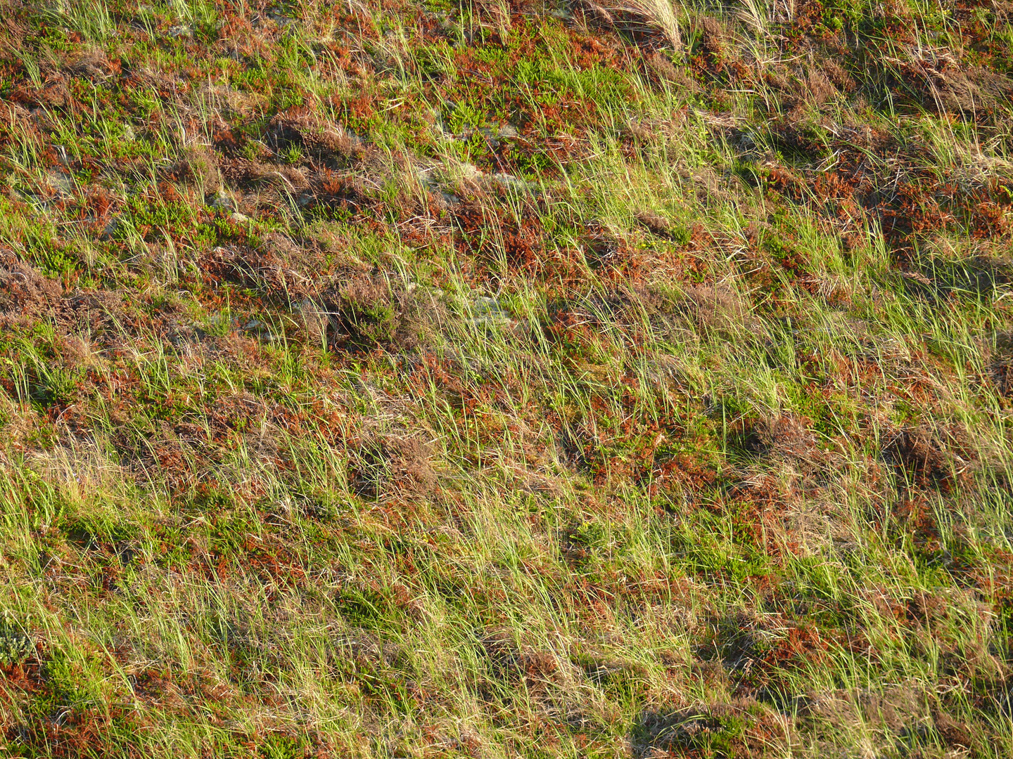 Dünenlandschaft im Detail