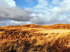 Dünenlandschaft im Herbst