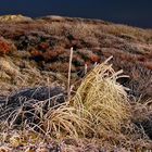 Dünenlandschaft im Winterlicht