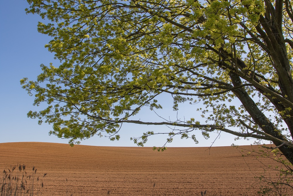 Dünenlandschaft in Hessen