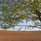 Dünenlandschaft in Hessen