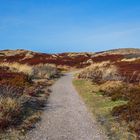 DÜNENLANDSCHAFT IN RANTUM AUF SYLT - FEBRUAR 2017