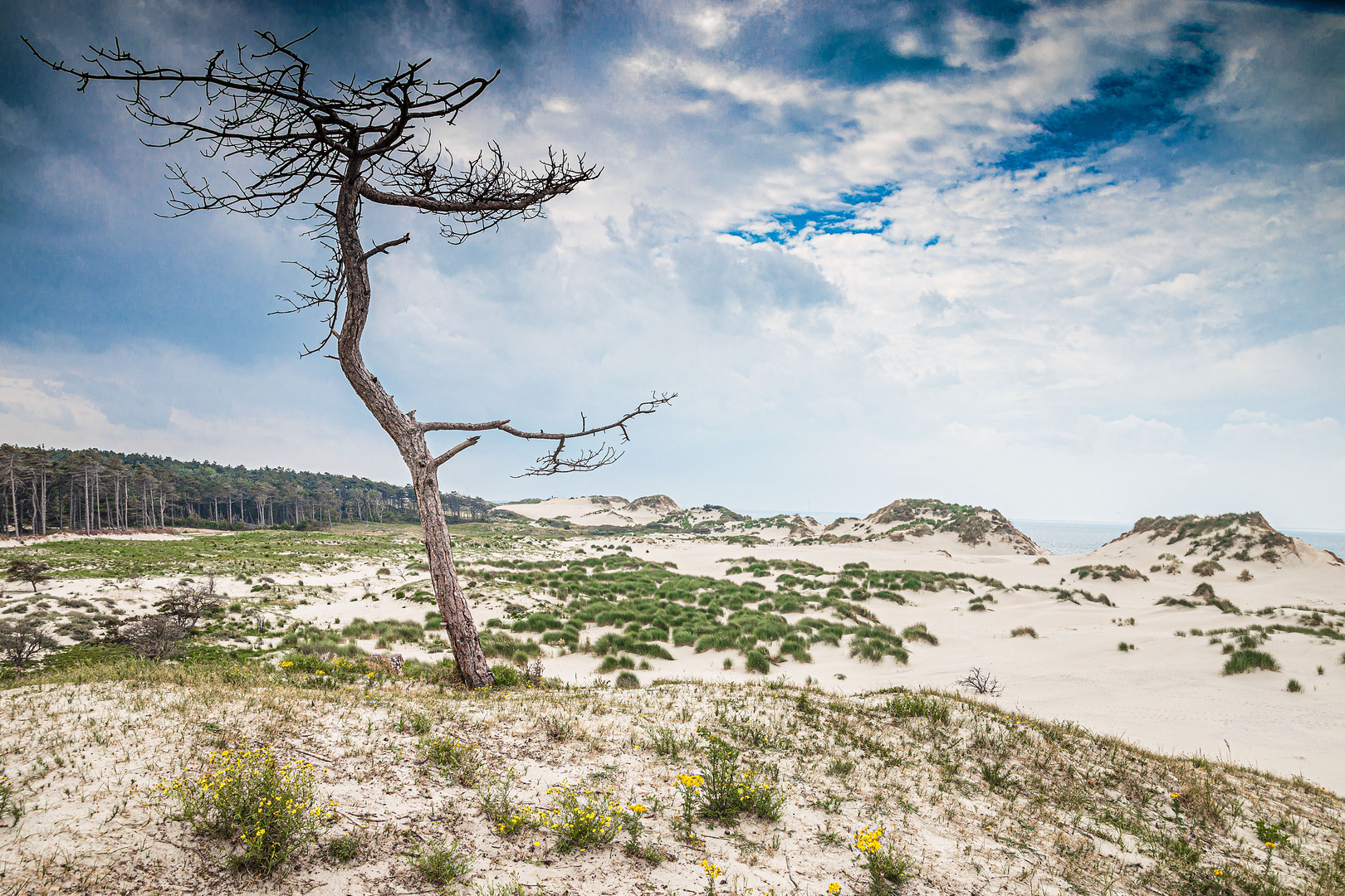 Dünenlandschaft in Zeeland