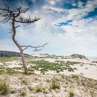 Dünenlandschaft in Zeeland