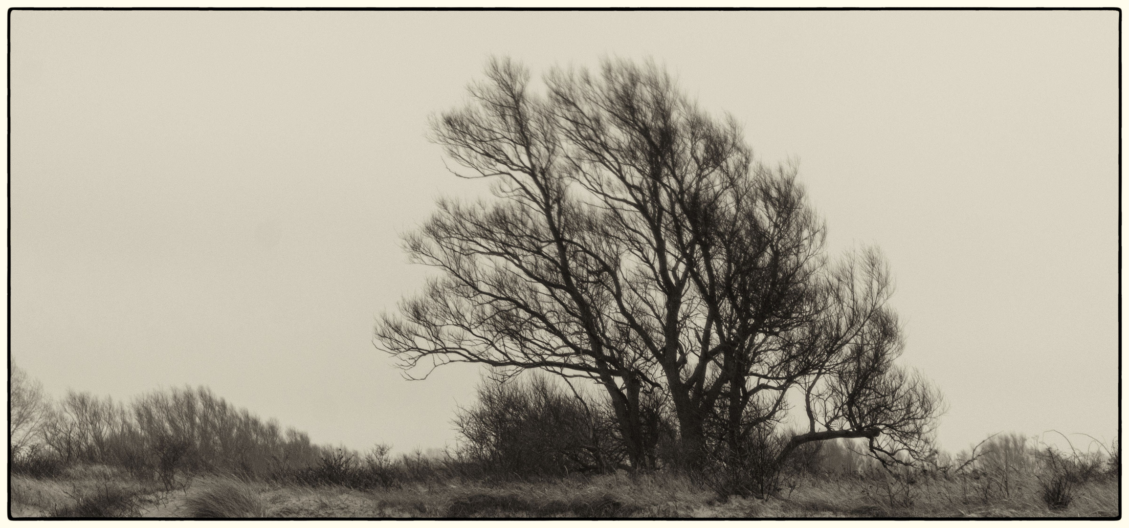 Dünenlandschaft mit Baum