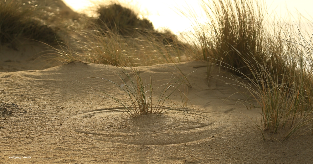 Dünenlandschaft mit Strandhafer auf der Insel Sylt