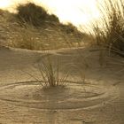 Dünenlandschaft mit Strandhafer auf der Insel Sylt