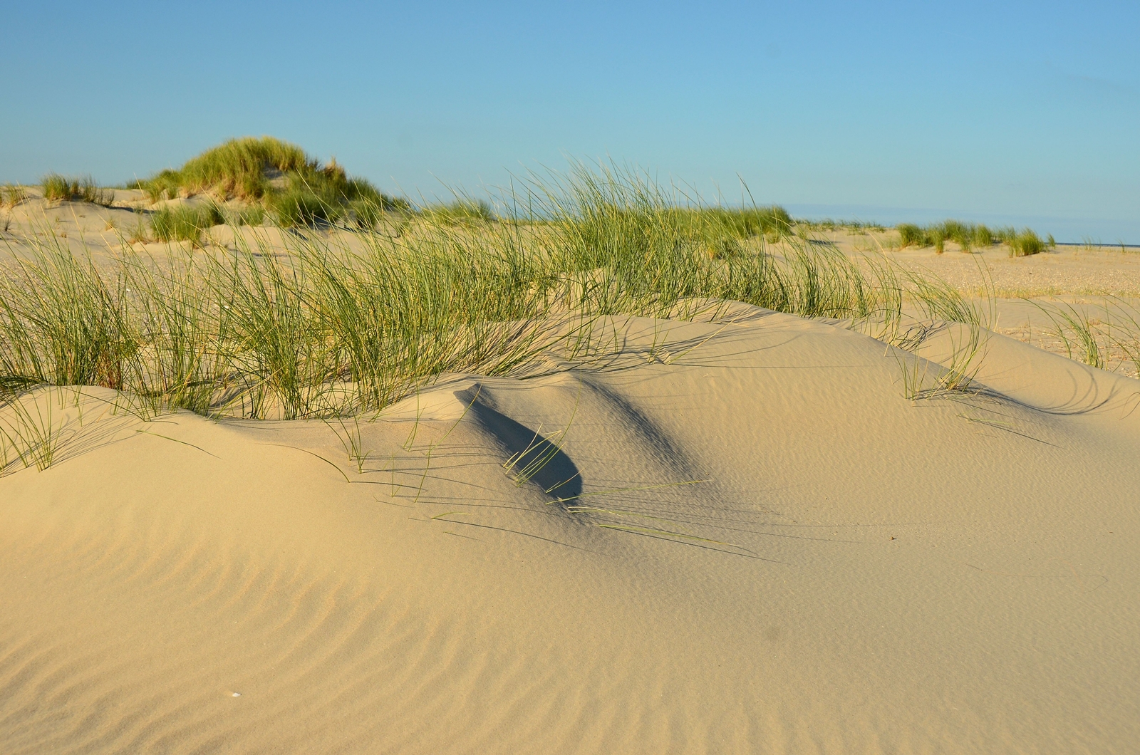 Dünenlandschaft Nordstrand