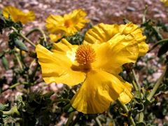 Dünenmohn auf der Insel Samos 2007